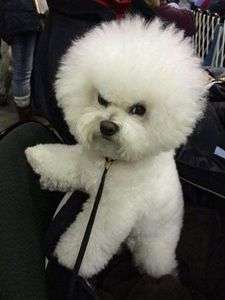 主人做什么事，狗狗會不高興